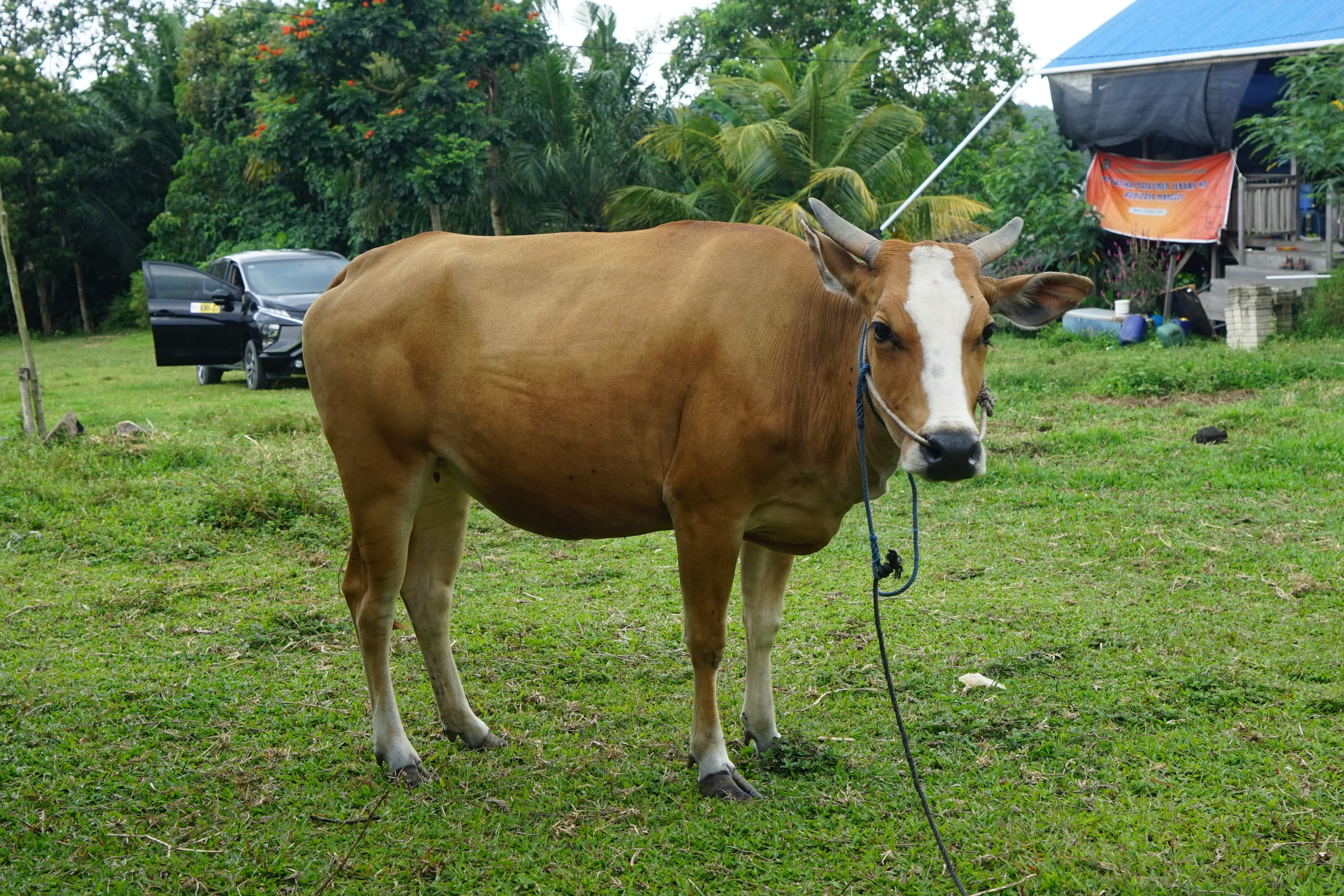 [ganti nama sapi]